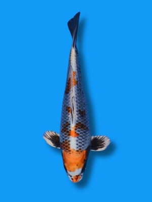 Beni Ginga | Koi&Co.